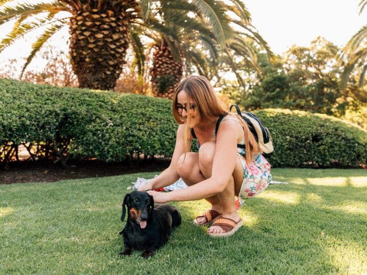 Como garantir a segurança do seu cachorro em casa e no jardim