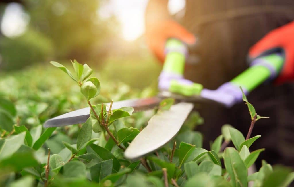 Ferramentas que tornam a manutenção do jardim mais prática