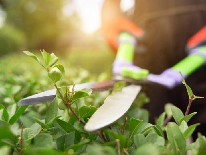 Ferramentas que tornam a manutenção do jardim mais prática