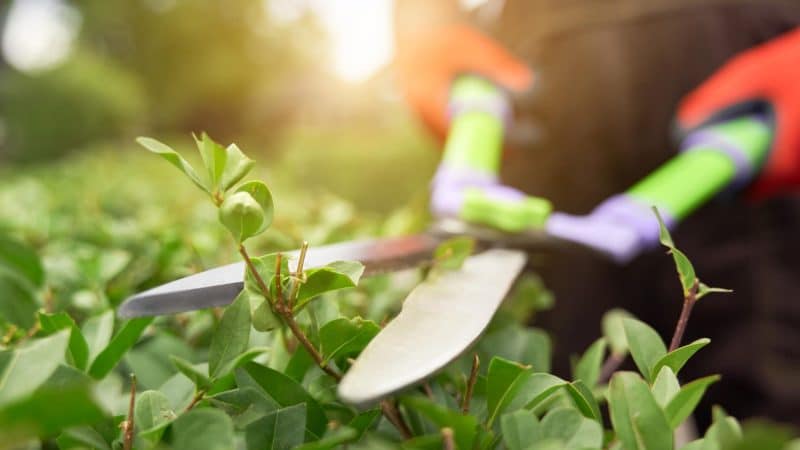 Ferramentas que tornam a manutenção do jardim mais prática