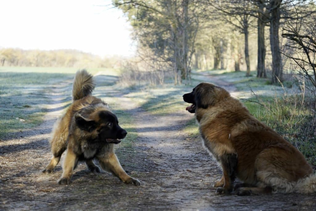 Diferenças Entre Kangal e Pastor da Anatólia: Qual é Qual?
