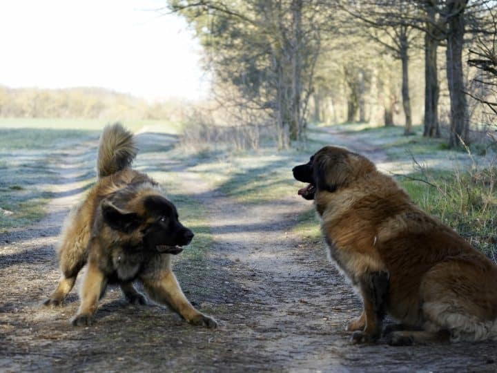 Diferenças Entre Kangal e Pastor da Anatólia: Qual é Qual?