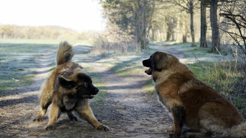 Diferenças Entre Kangal e Pastor da Anatólia: Qual é Qual?
